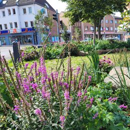 Stauden in der Bergheimer Innenstadt