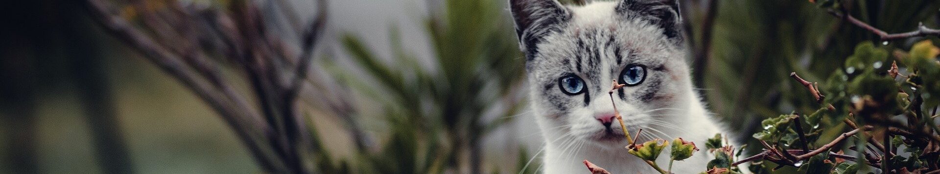 Eine weiße Blue-Point-Mix-Katze mit blauen Augen auf einer Mauer, umgeben von Bluemnkästen und Sträuchern